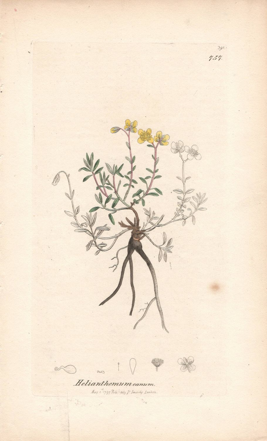 1797  Botanical Study of Plate # 757 Helianthemum eanum w/ohc By Sowerby