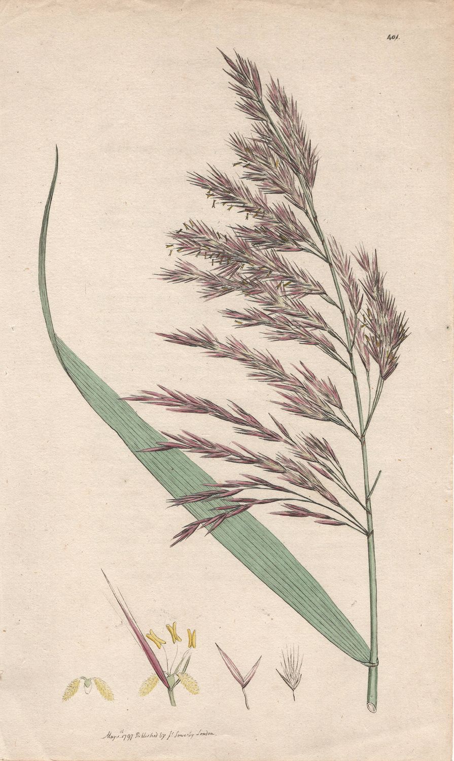 1797  Botanical Study of Plate # 401 Arundo phragmites w/ text page w/ohc By Sowerby