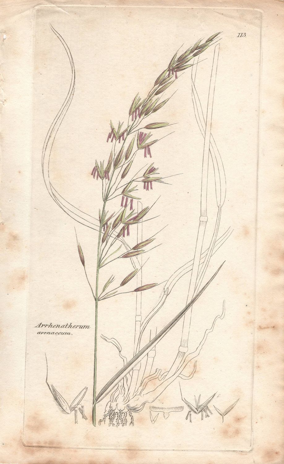 1797  Botanical Study of Plate # 113 Arrhenatherum avenaceum w/ohc By Sowerby