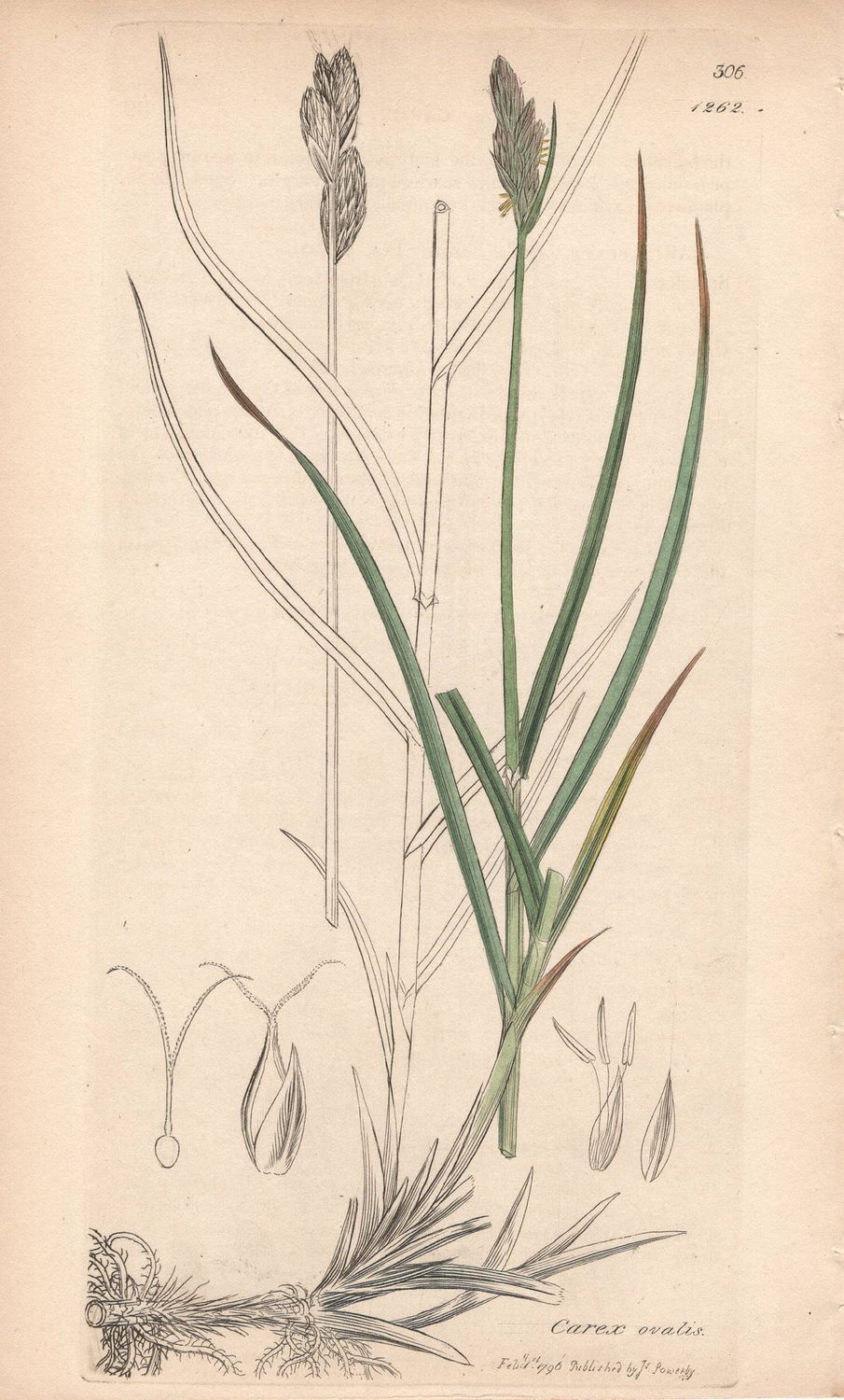 1798  Botanical Study of Plate # 1262 Carex ovalis w/ohc By Sowerby