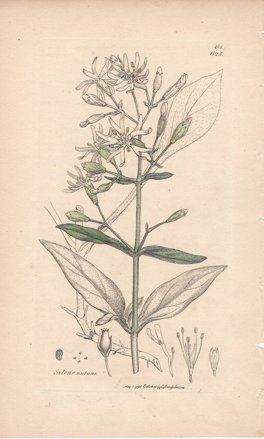 1798  Botanical Study of Plate # 625 Silene nutans w/ohc By Sowerby