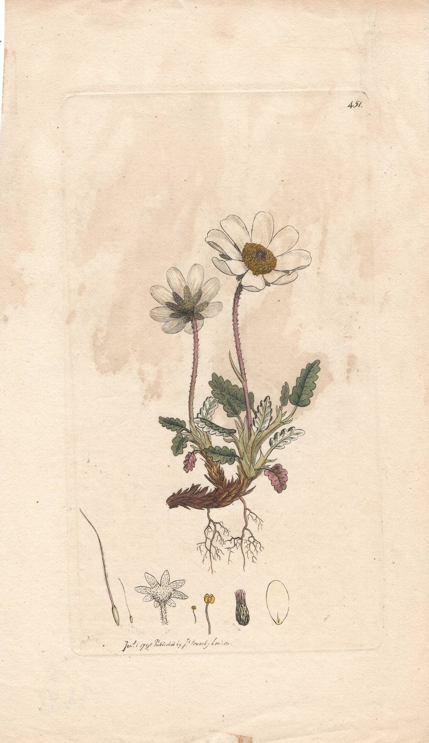 1798  Botanical Study of Plate # 451 Unk Plant w/ohc By Sowerby