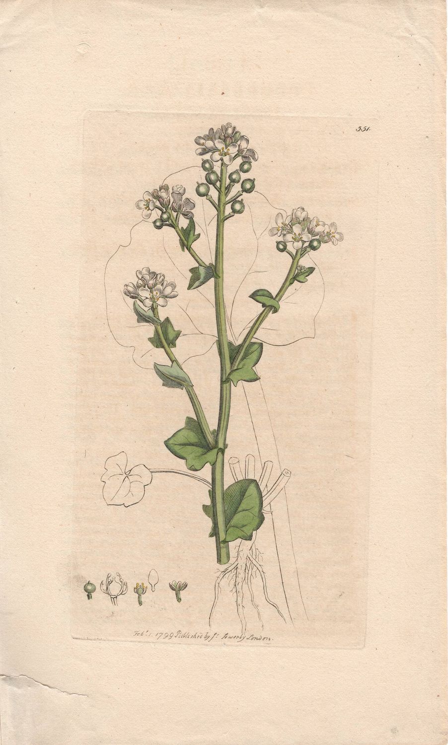 1799  Botanical Study of Plate # 551 Cochlearia officinalis  w/ text page &amp; ohc By Sowerby