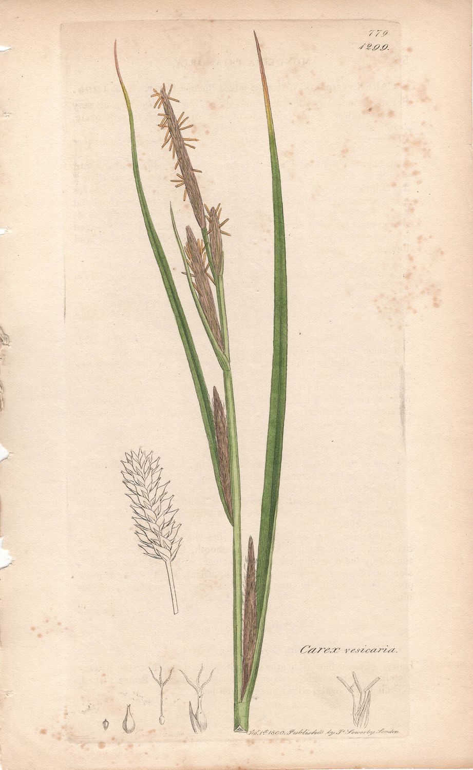 1800  Botanical Study of Plate # 1299 Carex vesicaria w/ohc By Sowerby