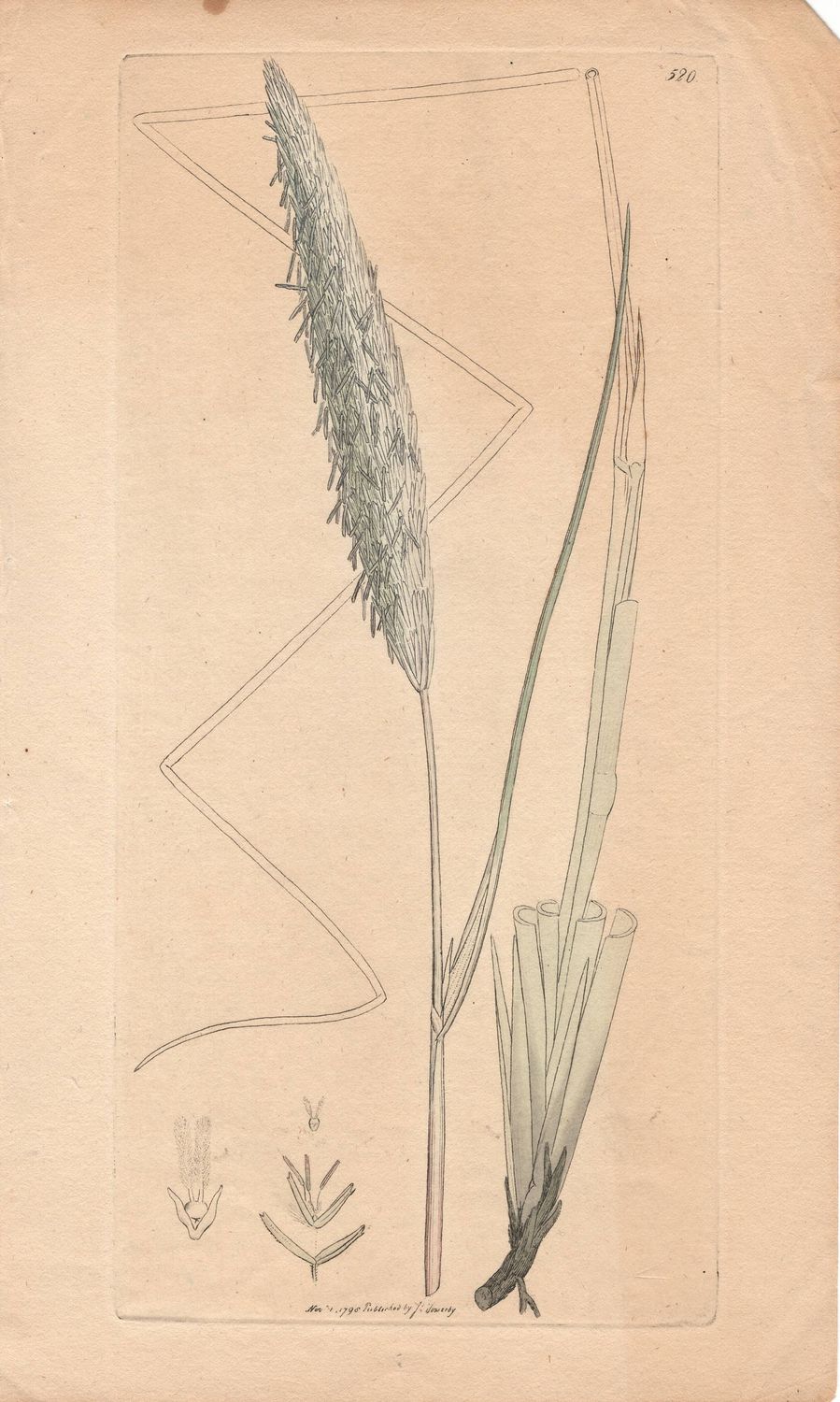1798  Botanical Study of Plate # 520 Unk Plant w/ohc By Sowerby