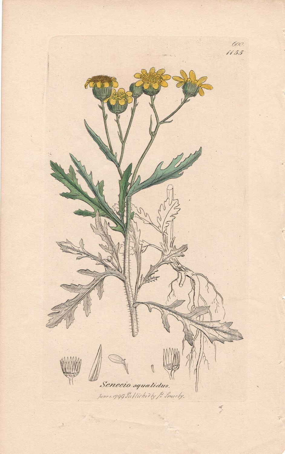 1799  Botanical Study of Plate # 1155 Senecio squalidus w/ohc By Sowerby