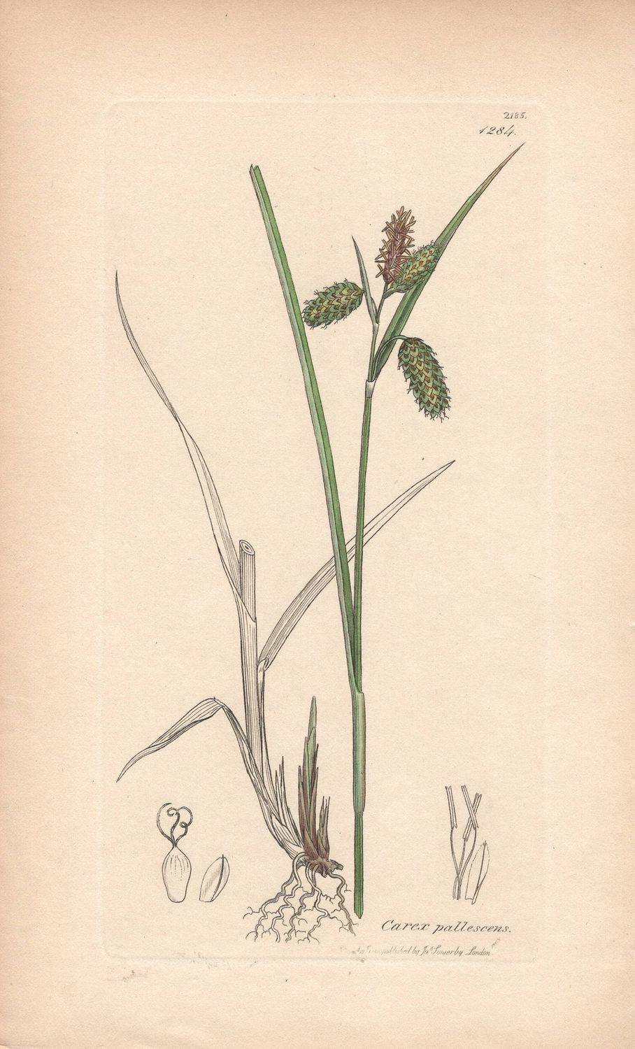 1800  Botanical Study of Plate # 1284 Carex pallescens w/ohc By Sowerby