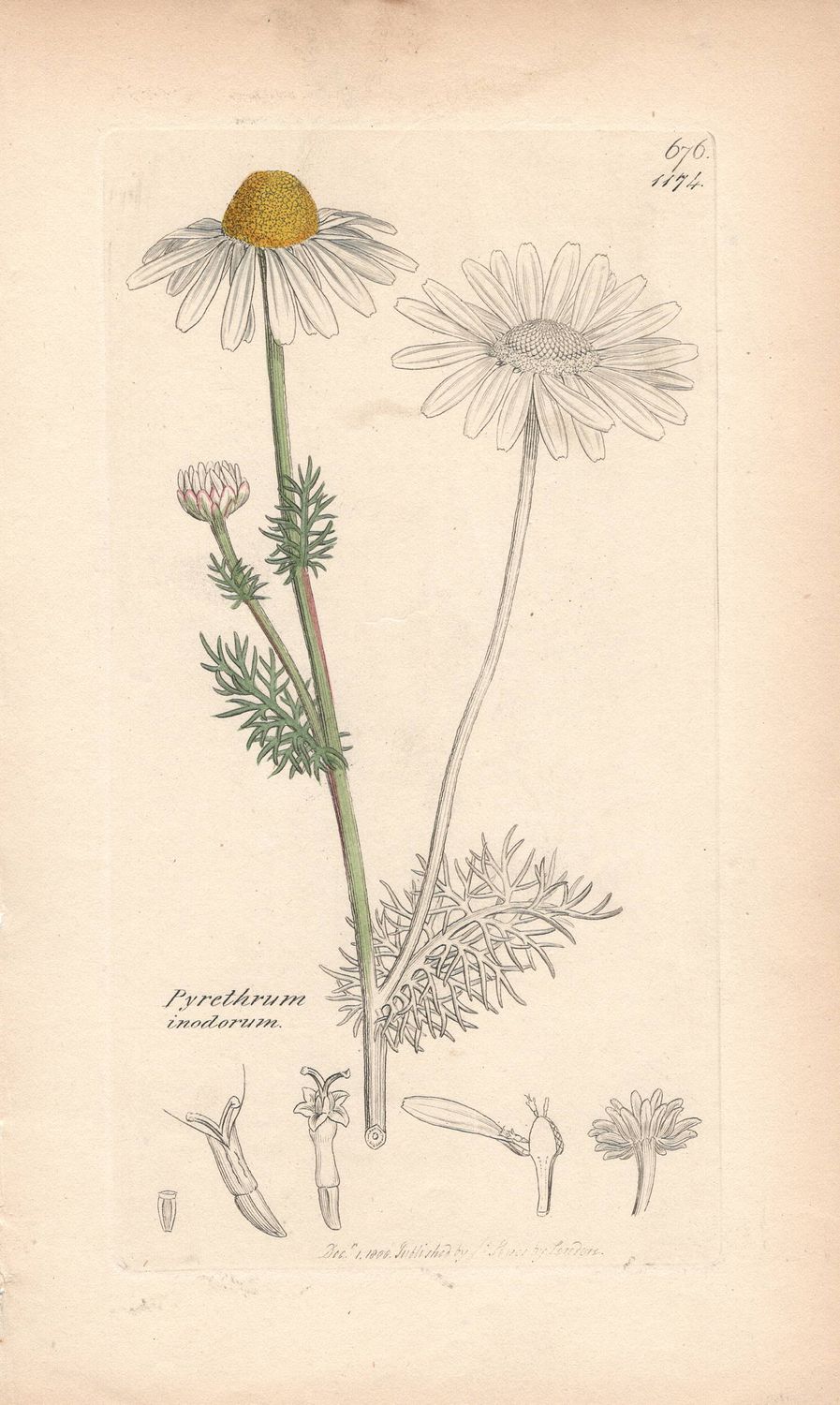 1800  Botanical Study of Plate # 1174 Pyrethrum inodorum w/ohc By Sowerby