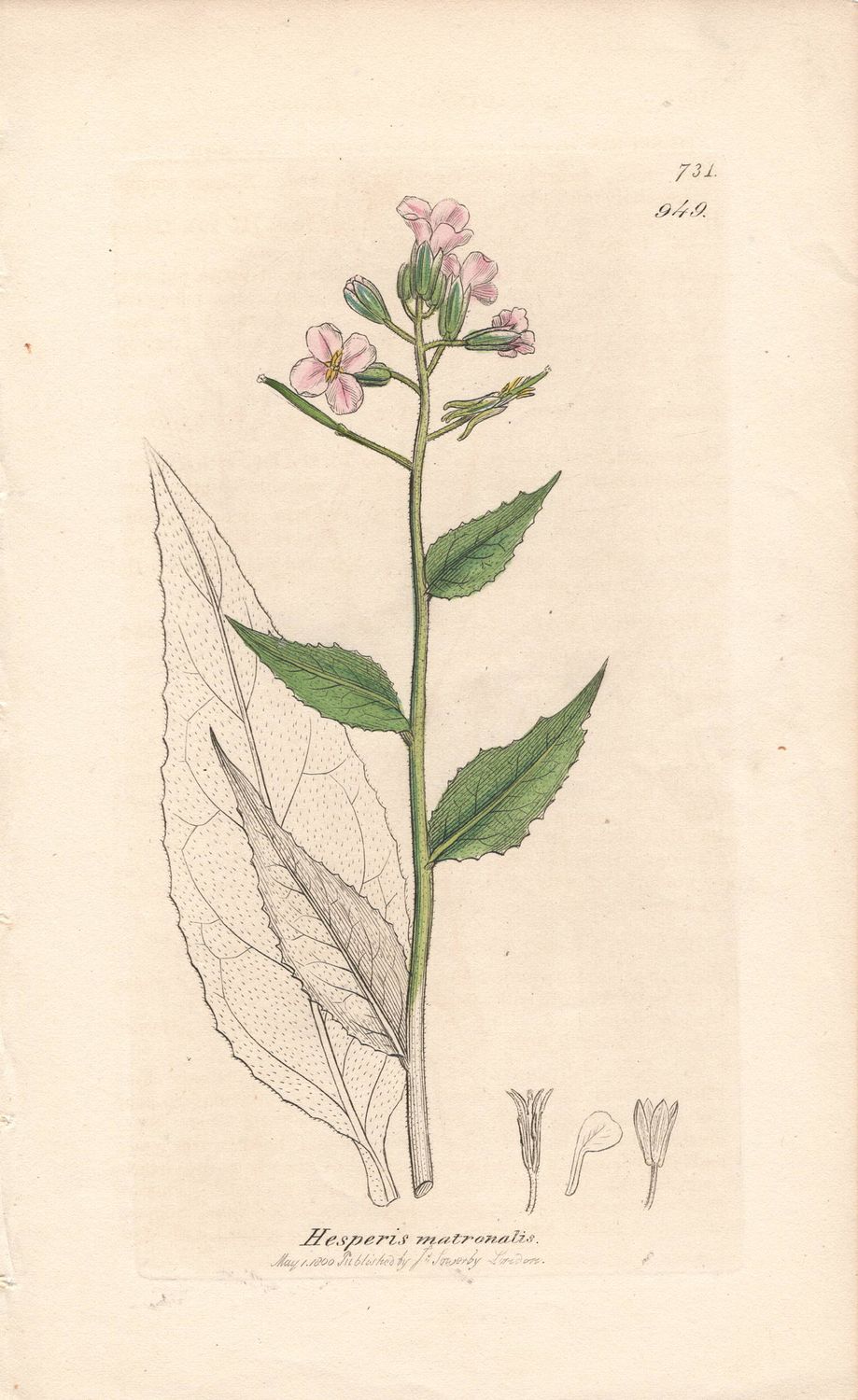1800  Botanical Study of Plate # 949 Hesperis matronalis w/ohc By Sowerby