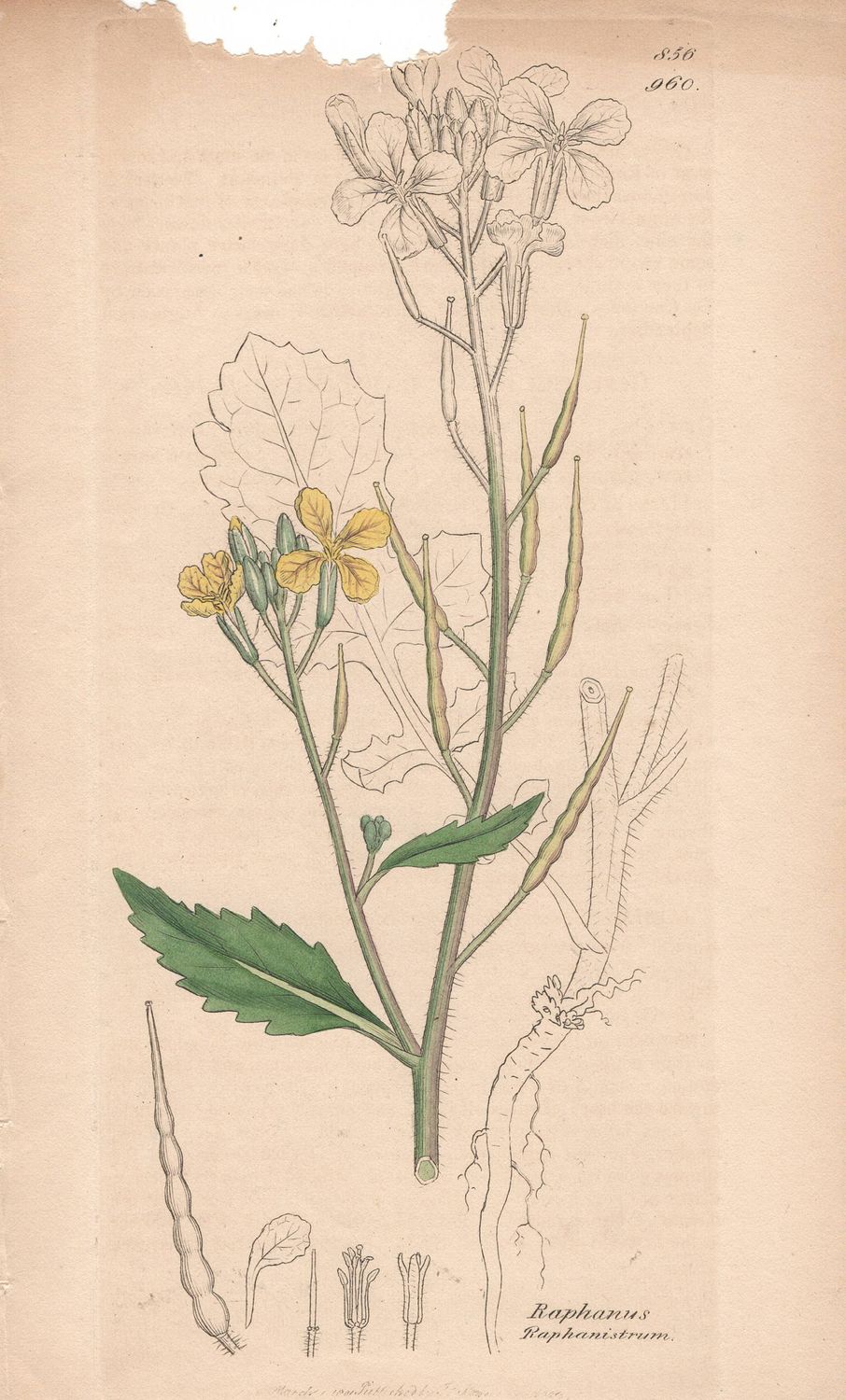 1801  Botanical Study of Plate # 960 Raphanus Raphanistrum w/ohc By Sowerby