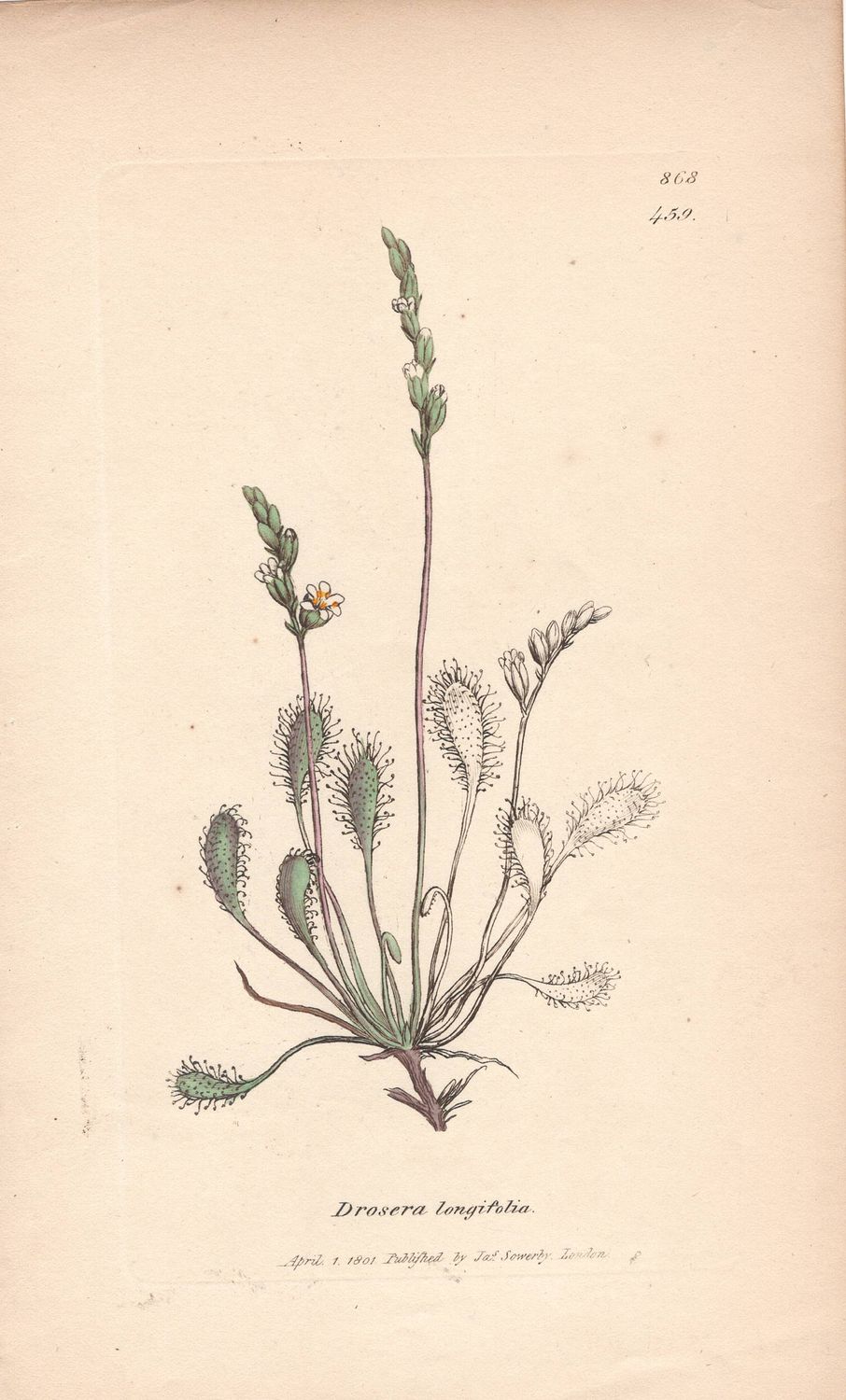 1801  Botanical Study of Plate # 459 Drosera longifolia w/ohc By Sowerby