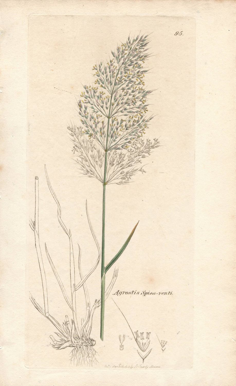 1801  Botanical Study of Plate # 95 Agrostis Spica-venti w/ohc By Sowerby