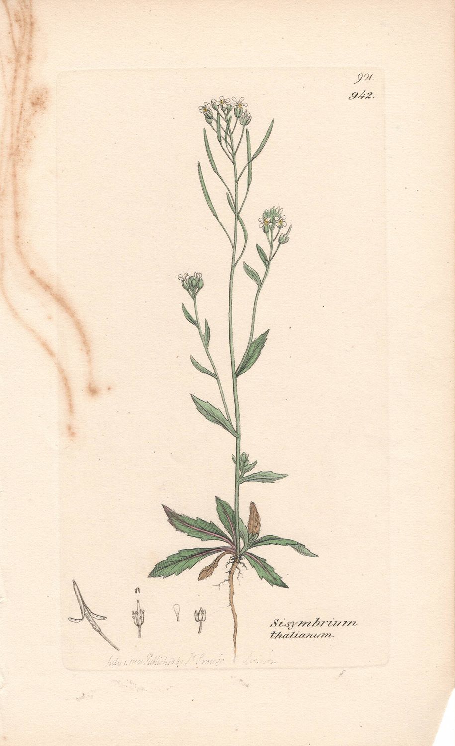 1801  Botanical Study of Plate # 942 Sisymbrium thalianium  w/ohc By Sowerby