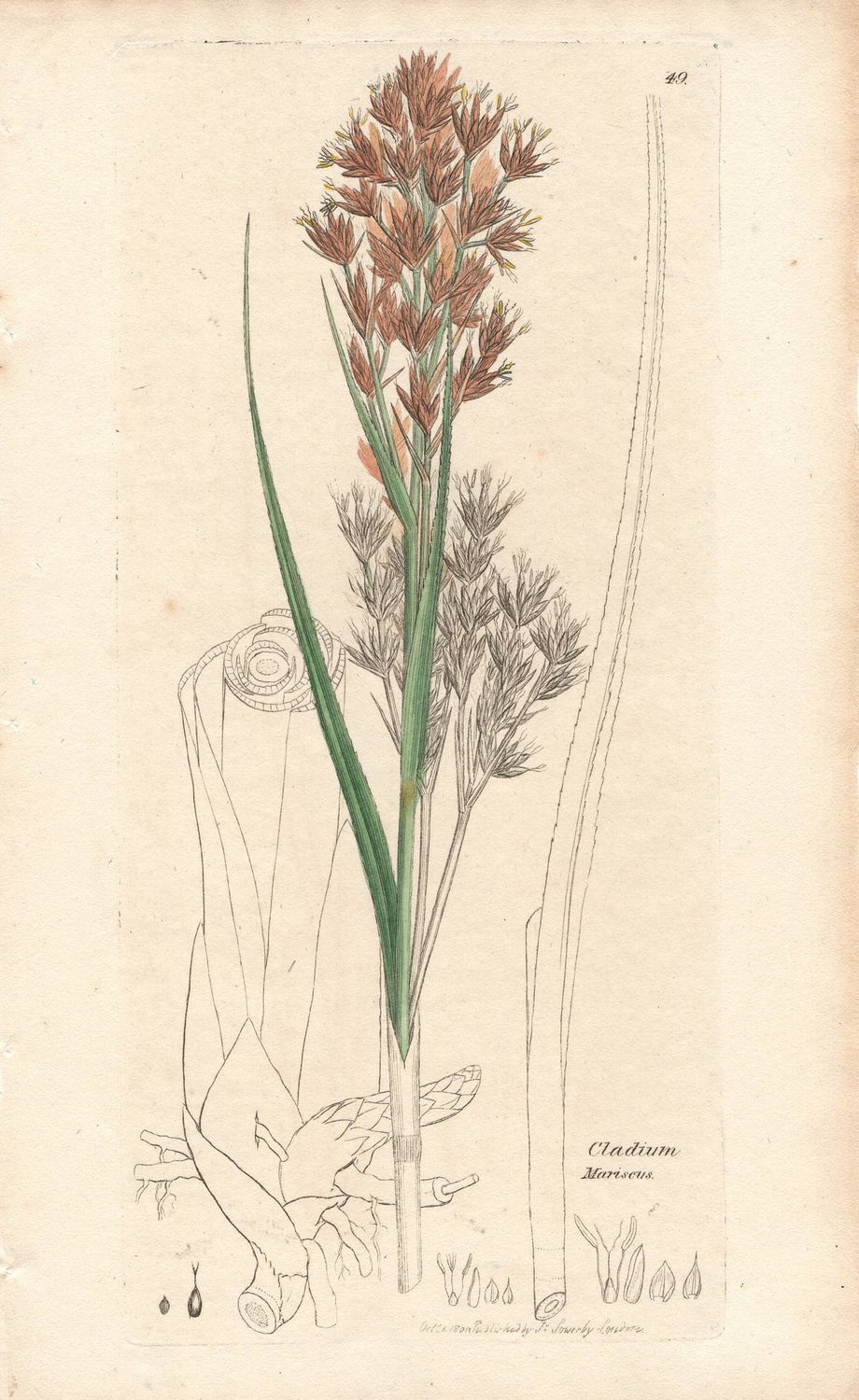 1801  Botanical Study of Plate # 490 Cladium mariseus w/ohc By Sowerby