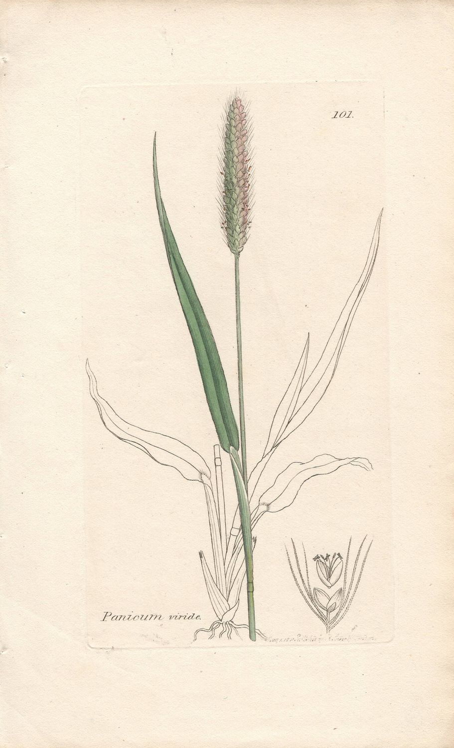 1801  Botanical Study of Plate # 101 Panicum viride w/ohc By Sowerby