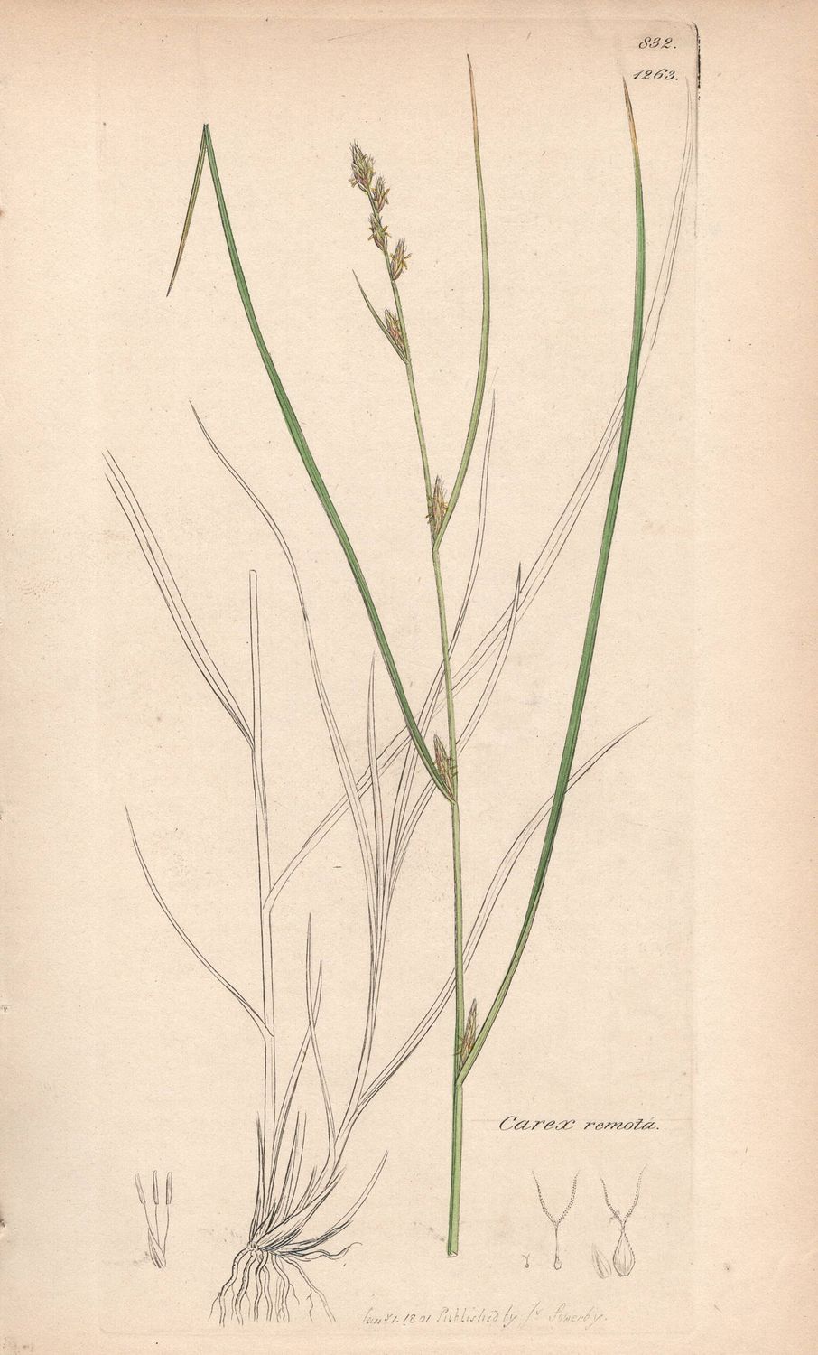 1801  Botanical Study of Plate # 1263 Carex remota w/ohc By Sowerby