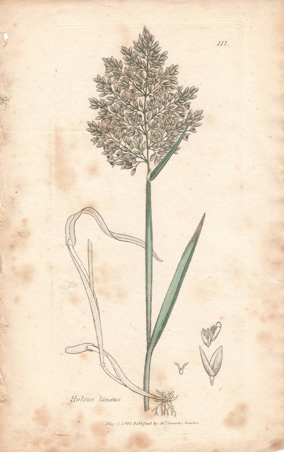 1803  Botanical Study of Plate # 111 Holcus lanatus w/ohc By Sowerby