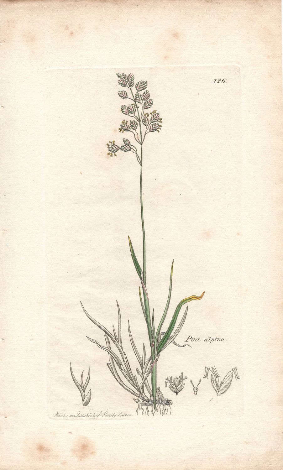 1802  Botanical Study of Plate # 126 Poa alpina w/ohc By Sowerby