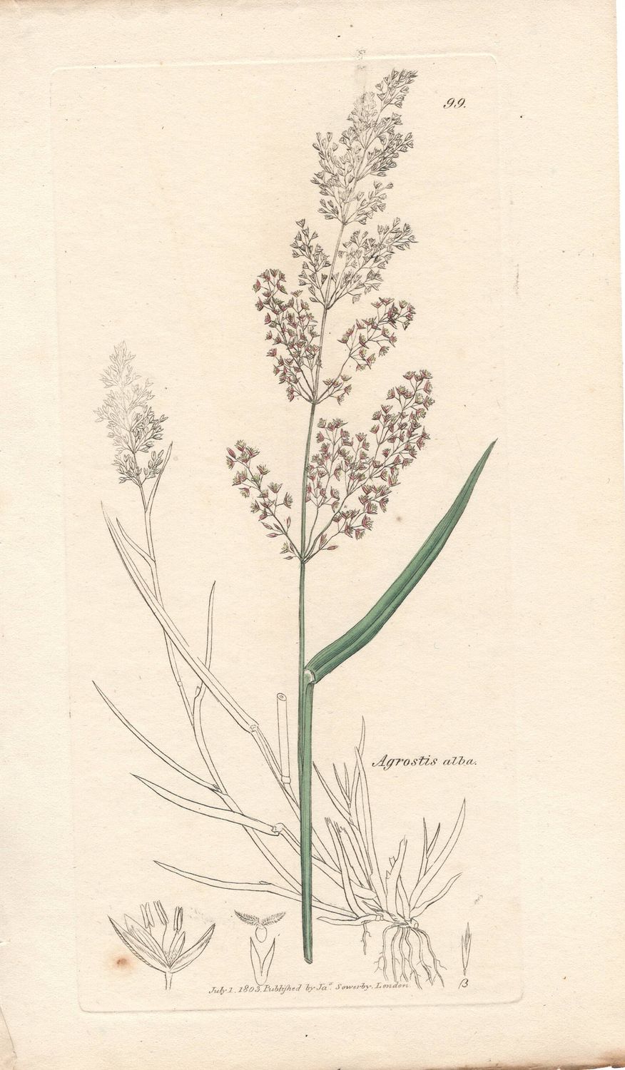 1803  Botanical Study of Plate # 99 Agrostis alba w/ohc By Sowerby