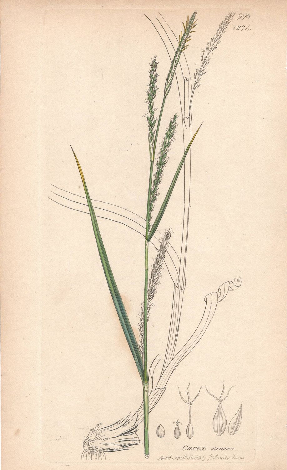 1802  Botanical Study of Plate # 1274 Carex strigosa w/ohc By Sowerby