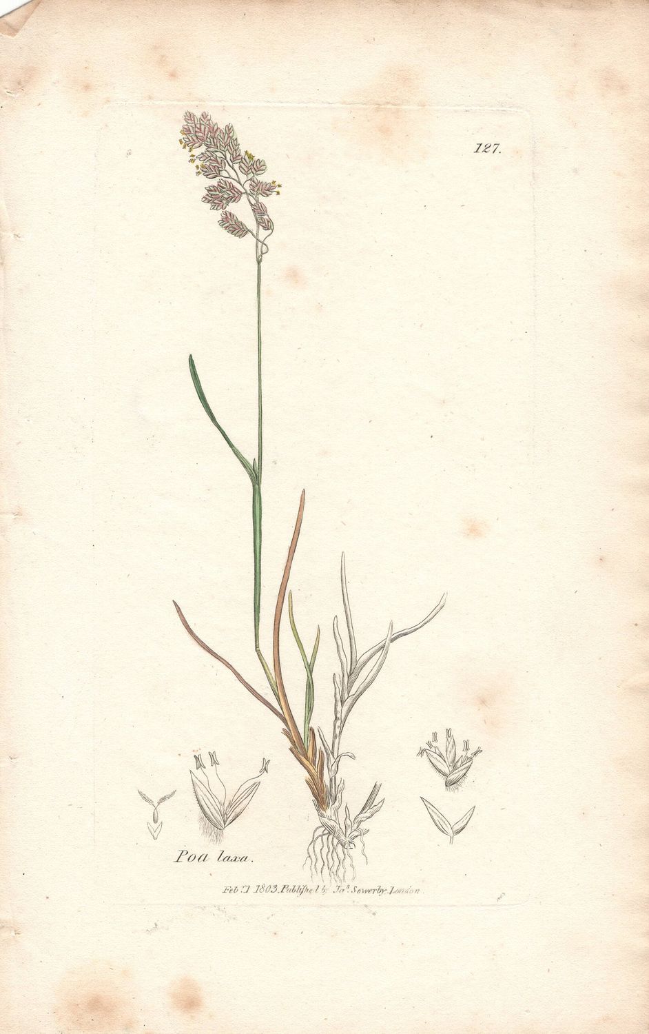 1803  Botanical Study of Plate # 127 Poa lasa w/ohc By Sowerby