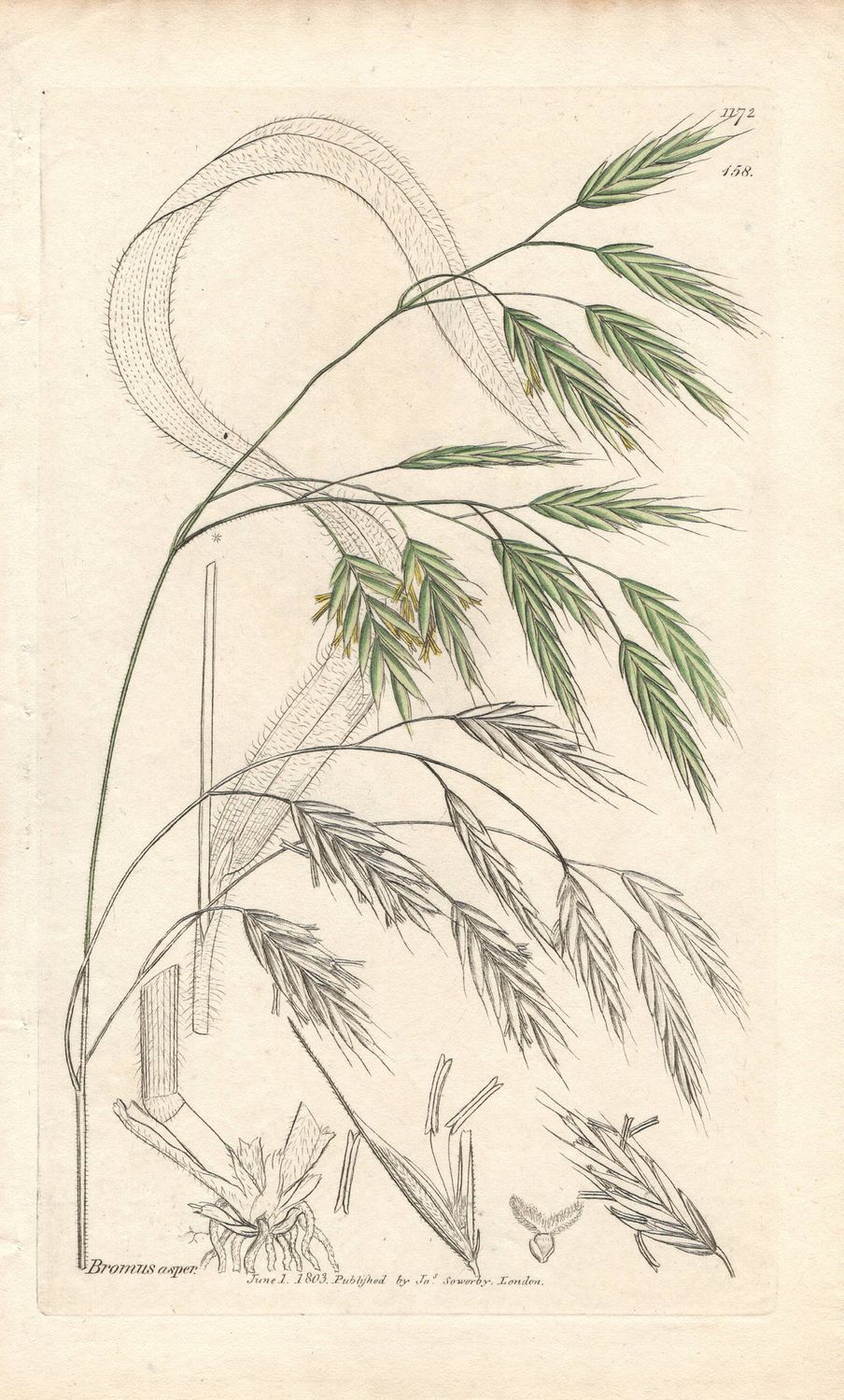 1803  Botanical Study of Plate # 158 Bromus asper w/ohc By Sowerby