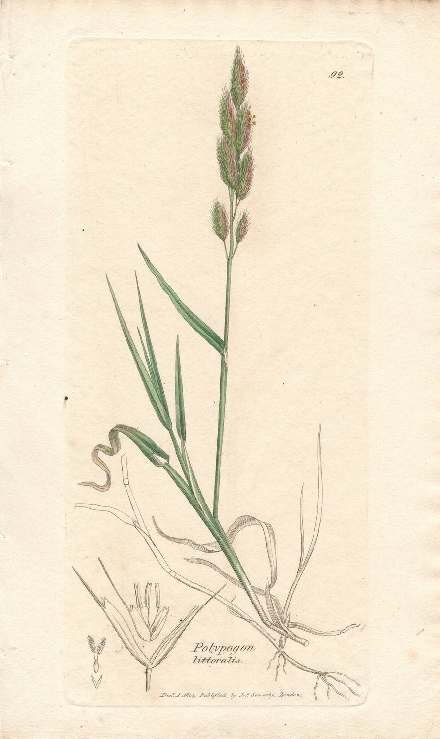 1803  Botanical Study of Plate # 92 Polypogon littoralis w/ohc By Sowerby