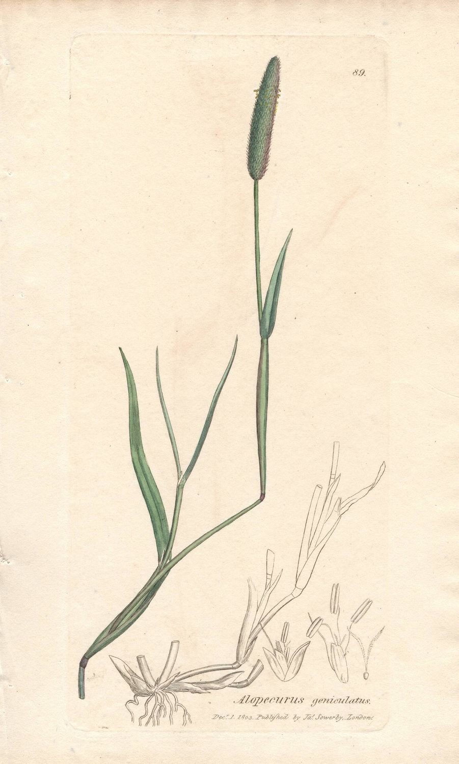 1803  Botanical Study of Plate # 89 Alopecurus geniculatus w/ohc By Sowerby