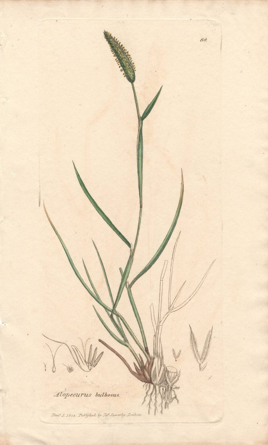1803  Botanical Study of Plate # 88 Alopecurus bulbosus w/ohc By Sowerby