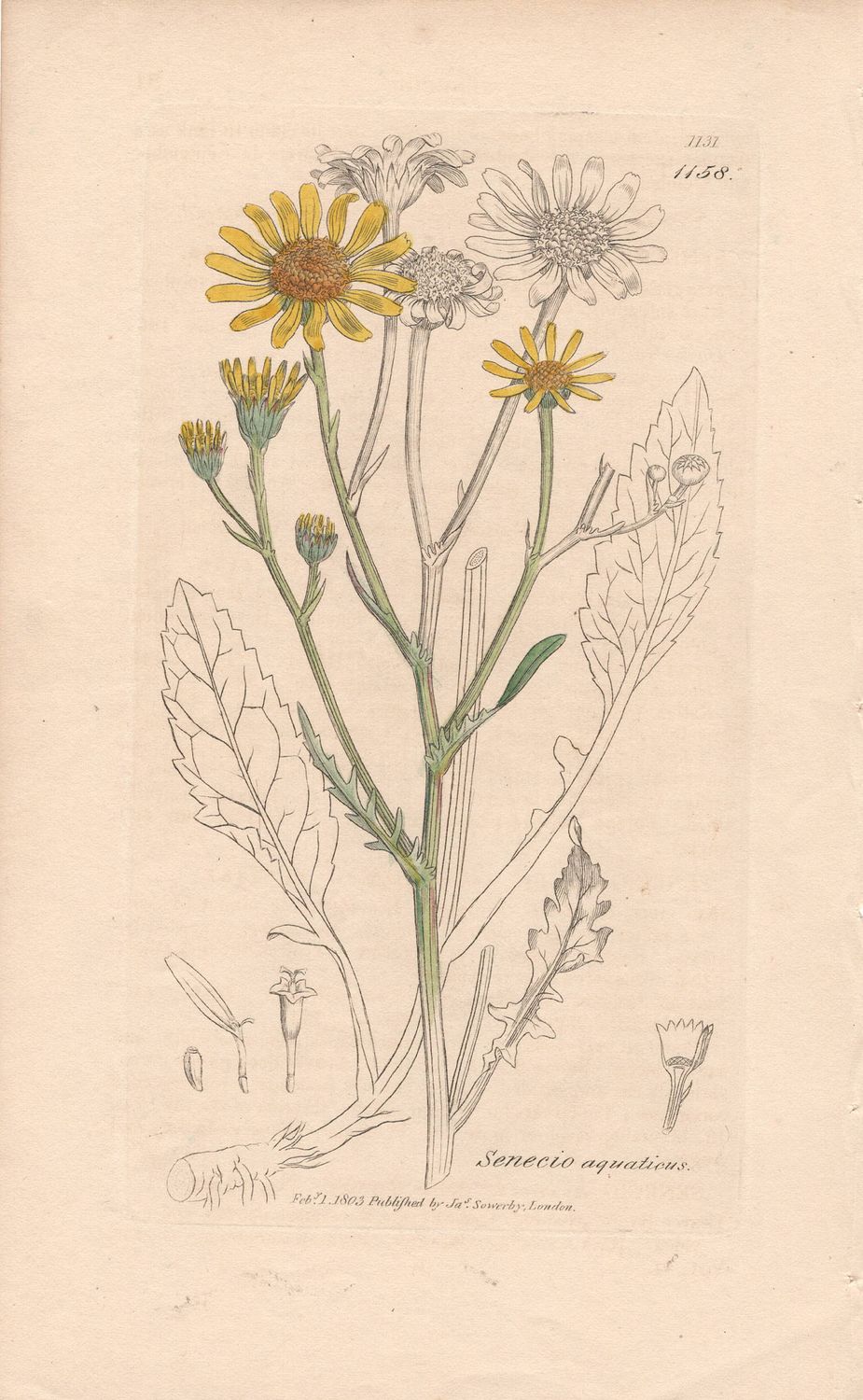 1803  Botanical Study of Plate # 1158 Senecia aquaticus w/ohc By Sowerby