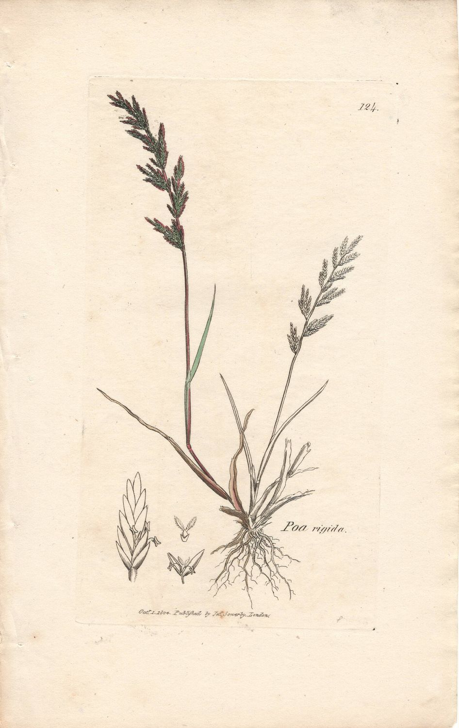 1804  Botanical Study of Plate # 124 Poa rigida w/ohc By Sowerby