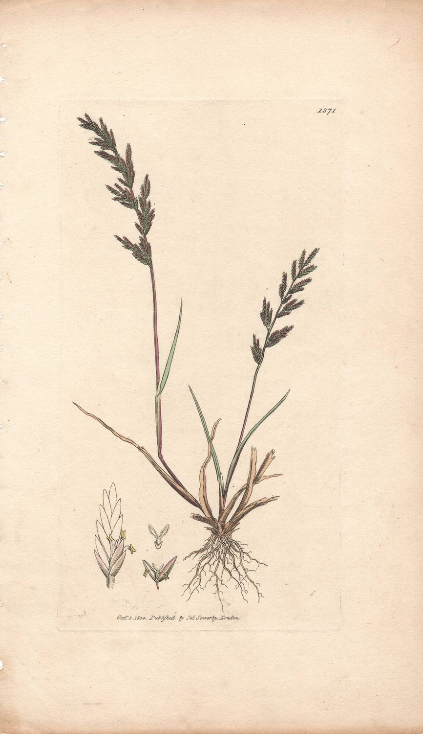 1804  Botanical Study of Plate # 1371 Unk Plant w/ohc By Sowerby