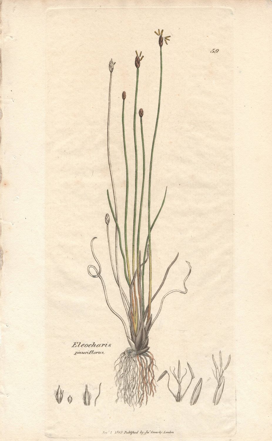 1803  Botanical Study of Plate #59 Eleocharis paueiflorus w/ohc By Sowerby