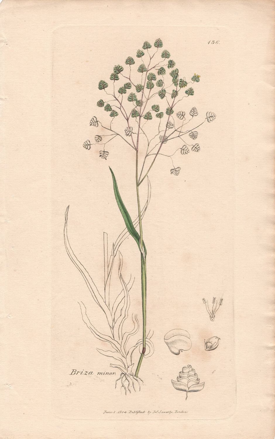1804  Botanical Study of Plate # 136 Briza minor w/ohc By Sowerby