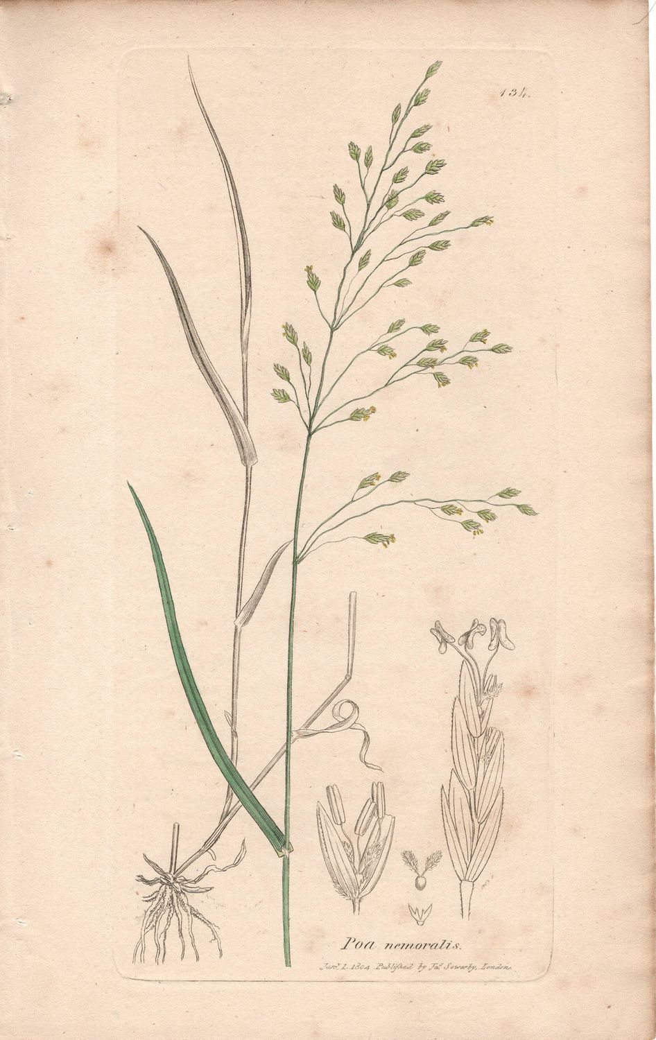 1804  Botanical Study of Plate # 134 Poa nemoralis w/ohc By Sowerby