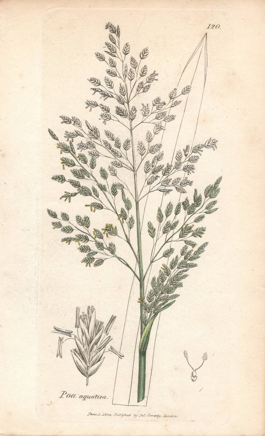 1804  Botanical Study of Plate # 120 Poa aquatica w/ohc By Sowerby