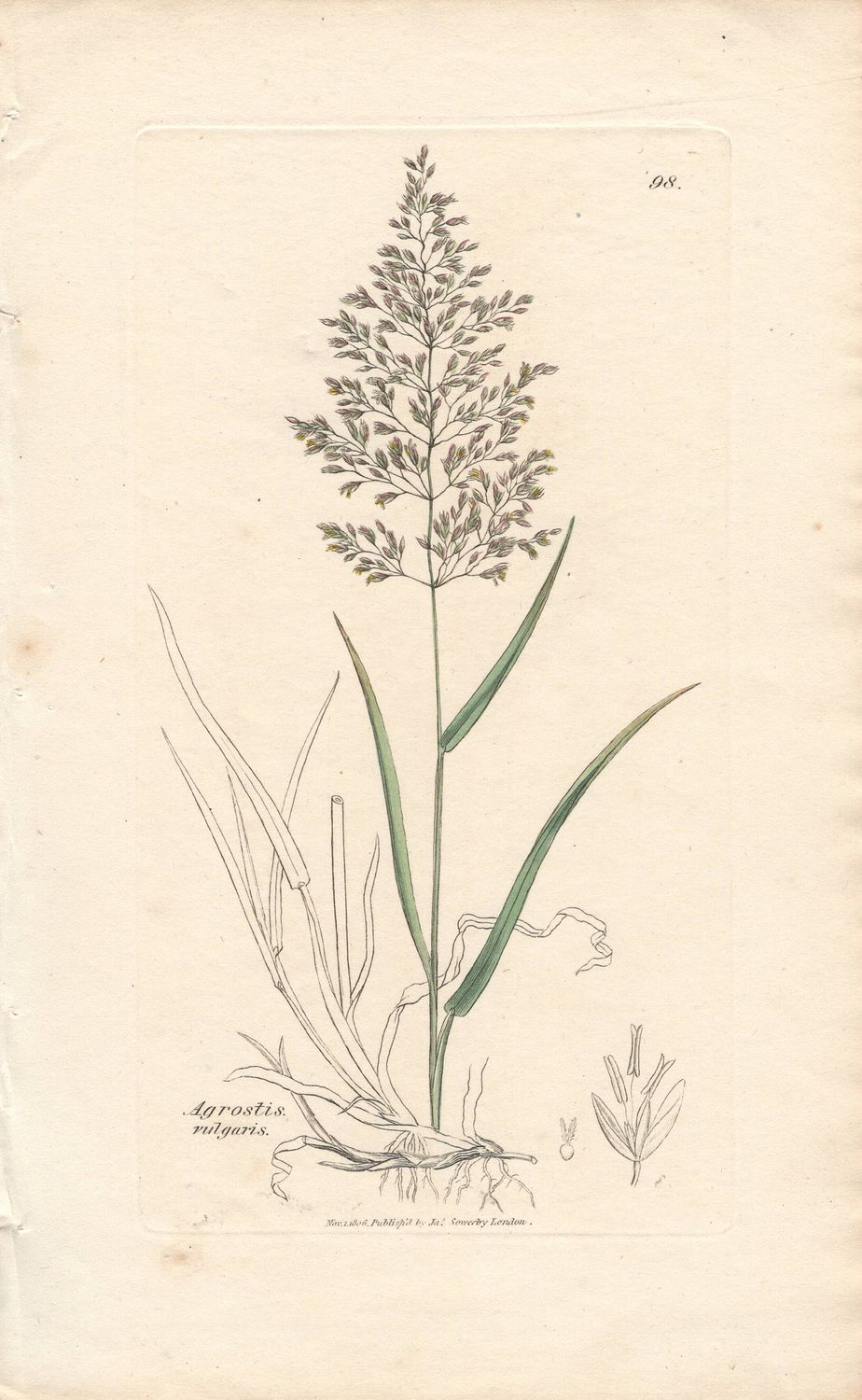 1806  Botanical Study of Plate # 98 Agrostis vulgaris w/ohc By Sowerby