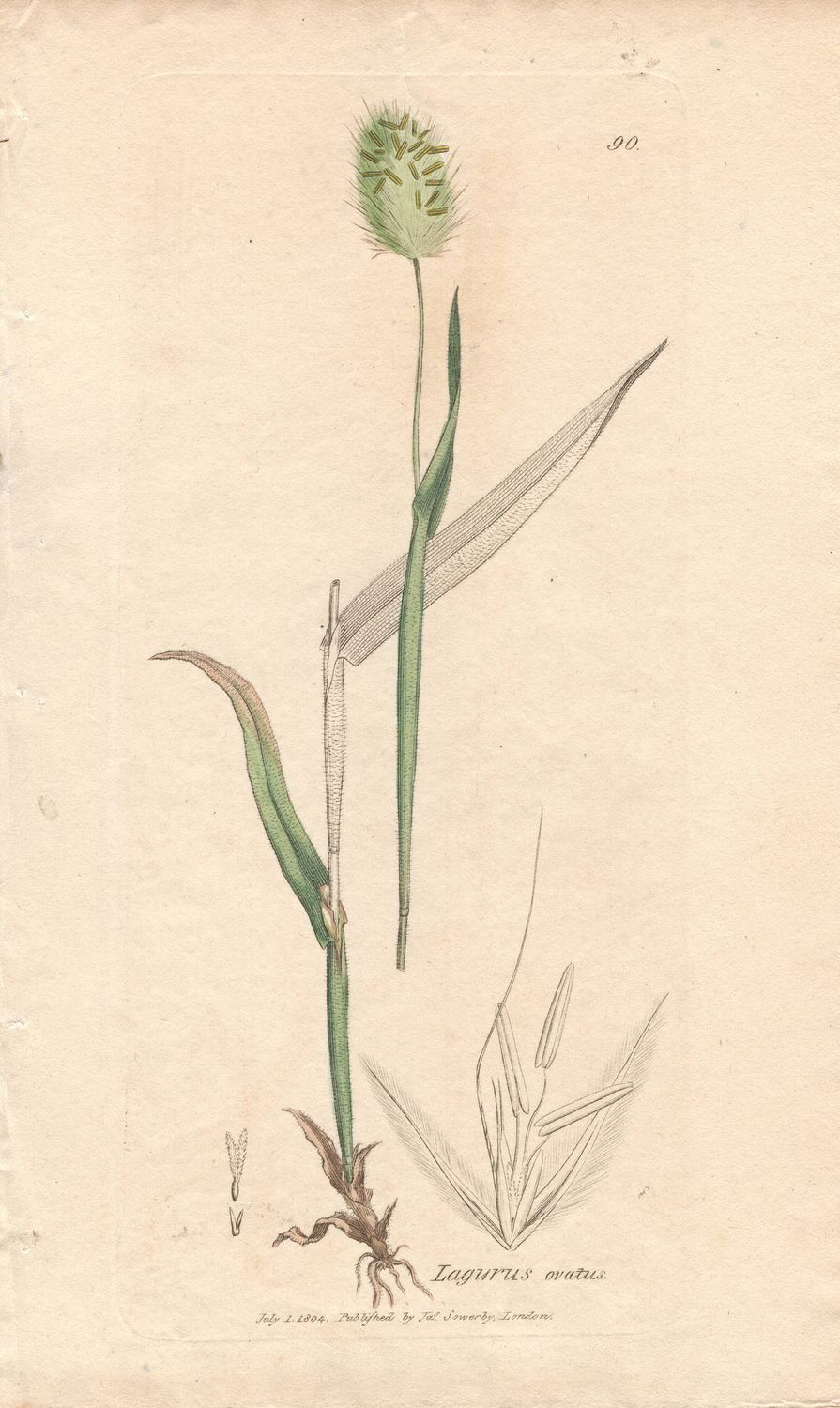 1804  Botanical Study of Plate # 90 Lagurus ovatus w/ohc By Sowerby