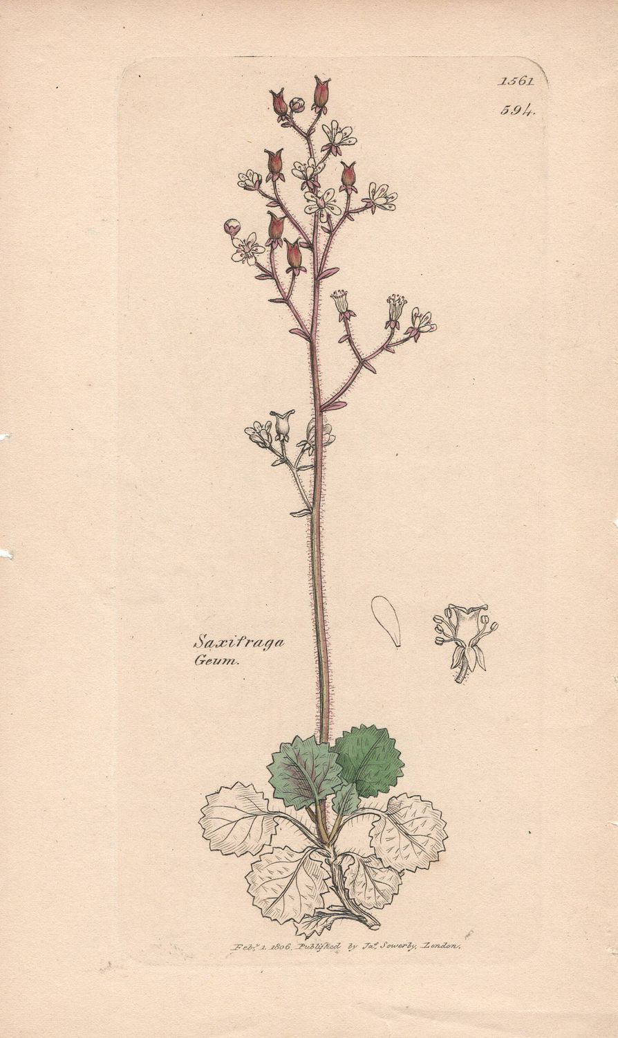 1806  Botanical Study of Plate # 594 Saxifraga geum w/ohc By Sowerby