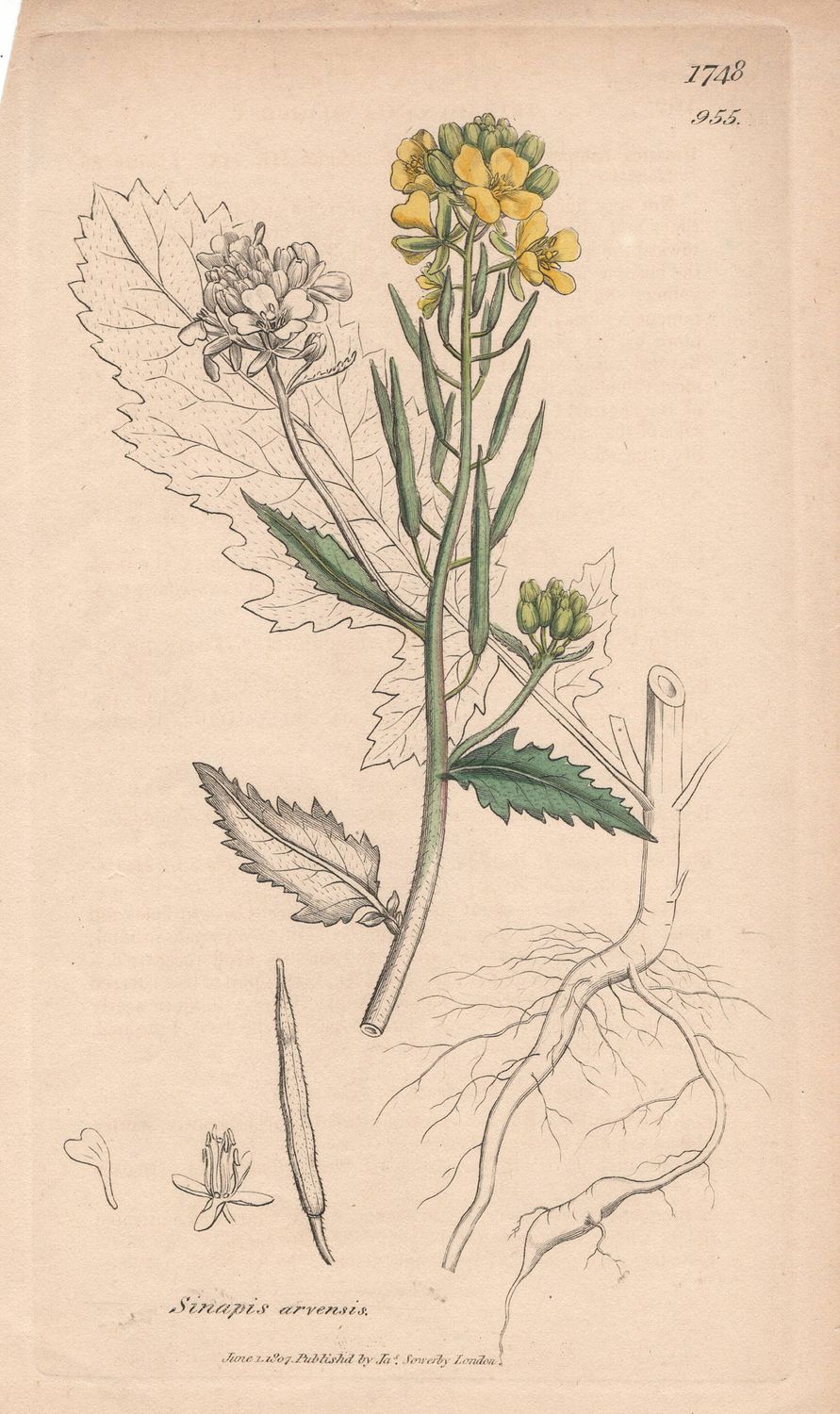 1807  Botanical Study of Plate # 955 Sinapis arvensis w/ohc By Sowerby