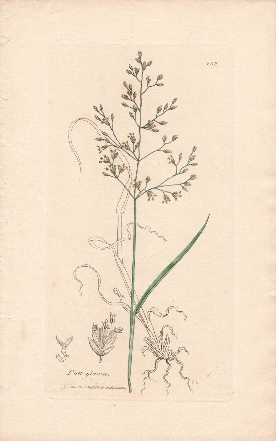 1807  Botanical Study of Plate # 132 Poa glauca w/ohc By Sowerby