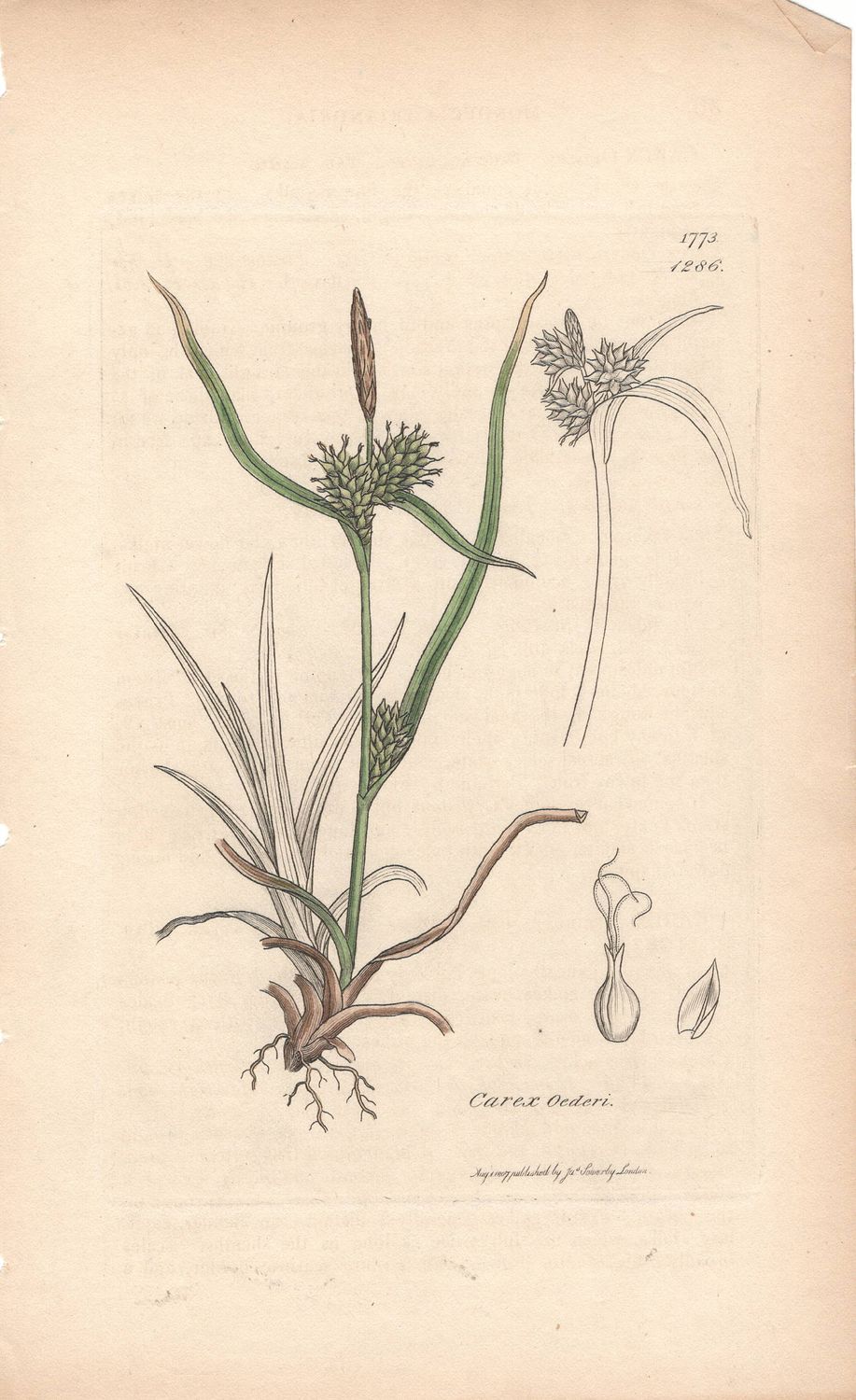 1807  Botanical Study of Plate # 1286 Carex oederi w/ohc By Sowerby