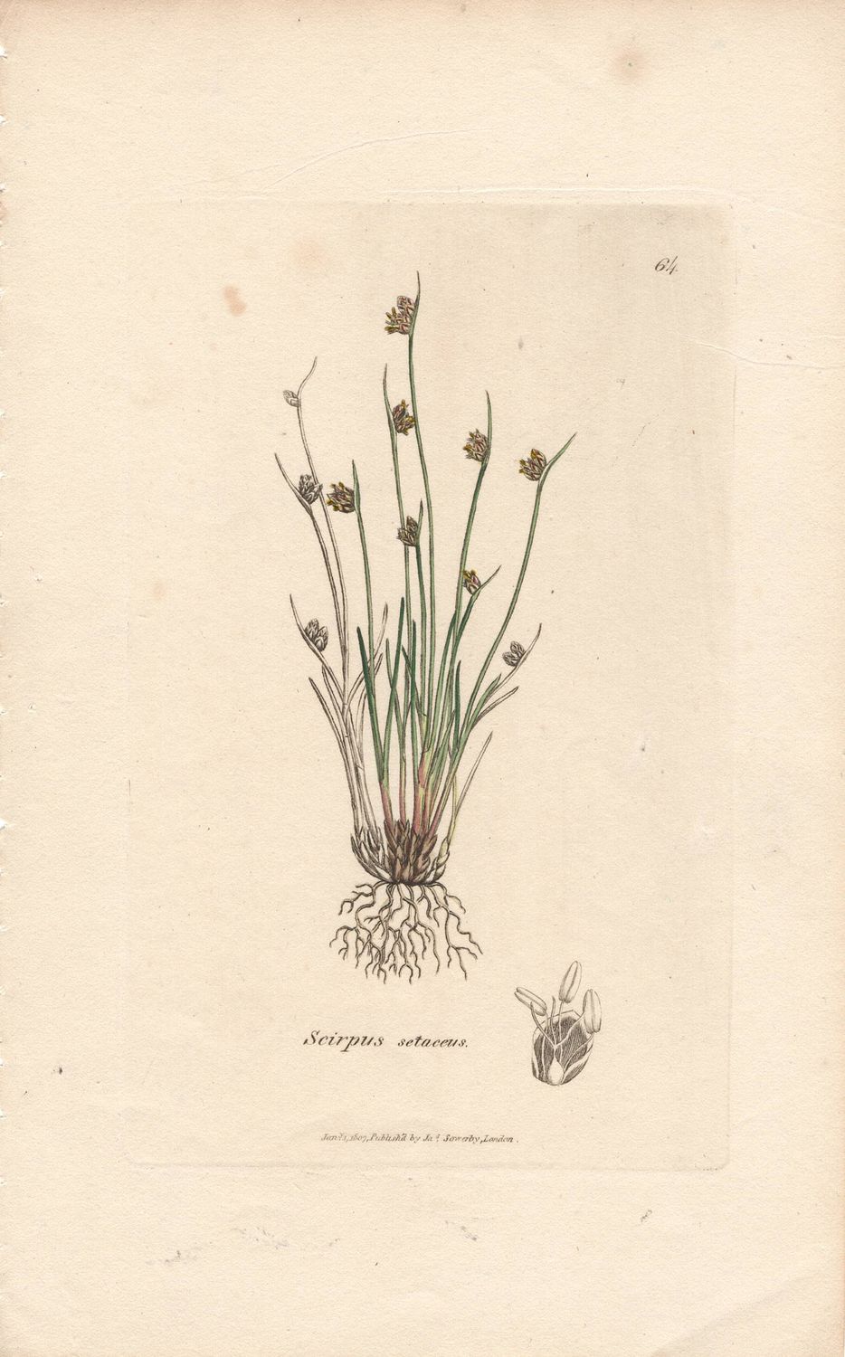 1807 Botanical Study of Plate # 64 Scirpus setaceus w/ohc By Sowerby