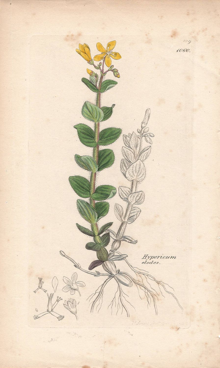 1807  Botanical Study of Plate # 1060 Hypericum elodes w/ohc By Sowerby