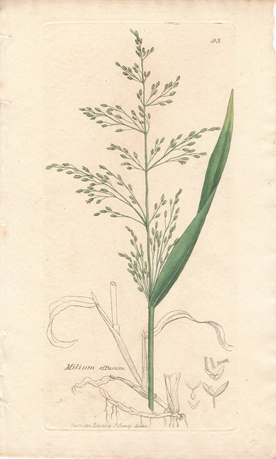 1807  Botanical Study of Plate # 93 Milium effusum w/ohc By Sowerby