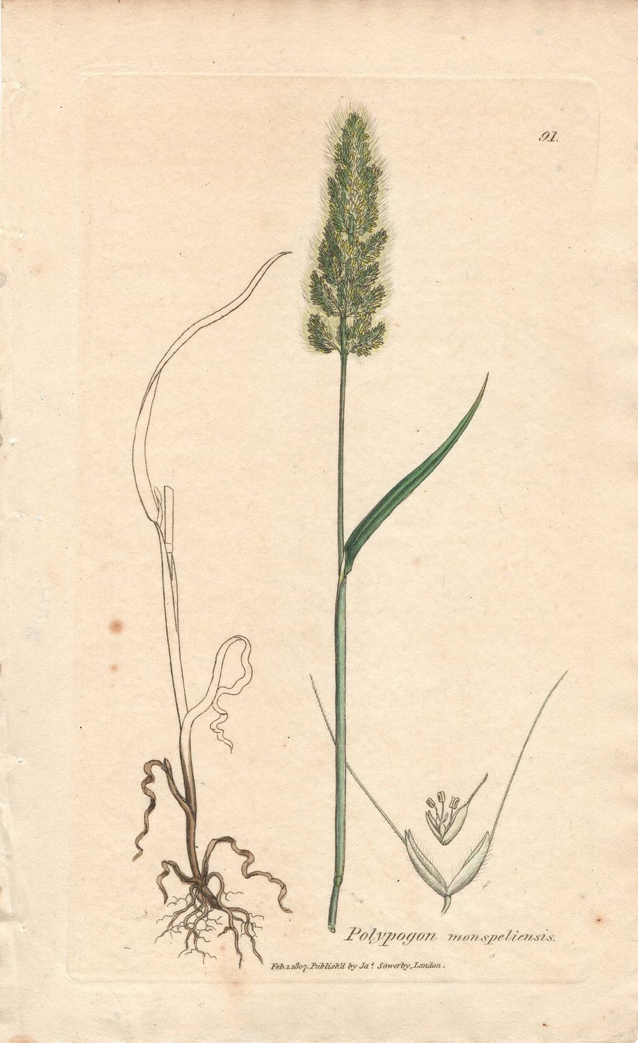 1807  Botanical Study of Plate # 91 Polypogon monspeliensis w/ohc By Sowerby