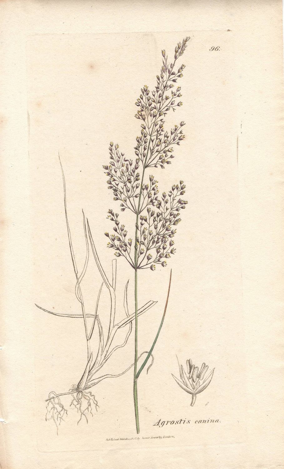 1807 Botanical Study of Plate # 96 Agrostis canina w/ohc By Sowerby