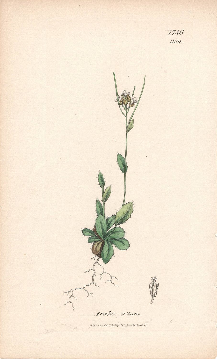 1807  Botanical Study of Plate # 929 Arabis ciliata w/ohc By Sowerby