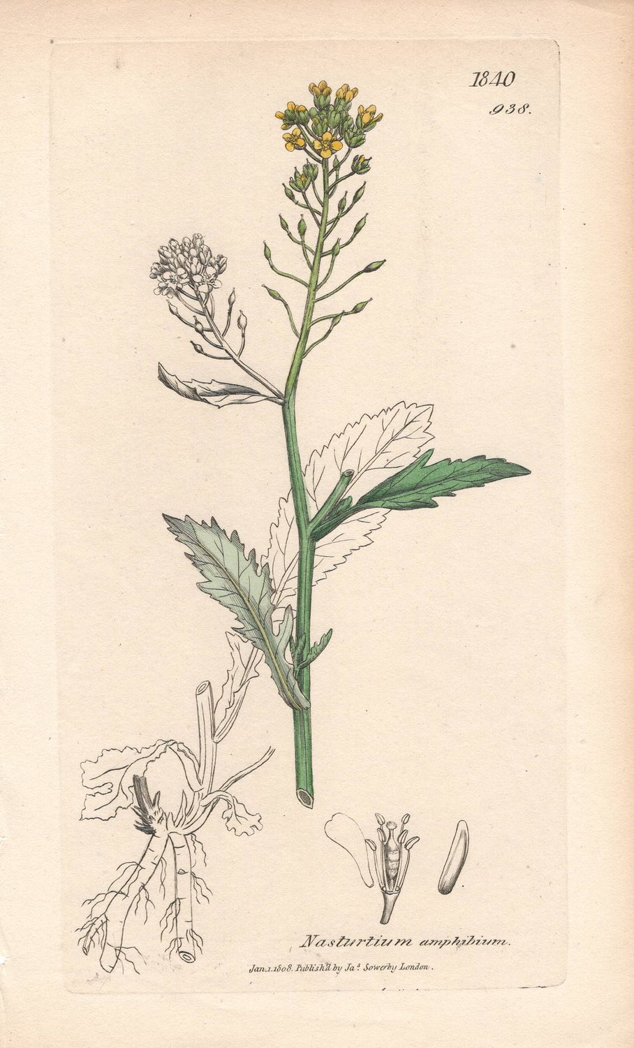 1808  Botanical Study of Plate # 938 Nasturtium amphibium w/ohc By Sowerby