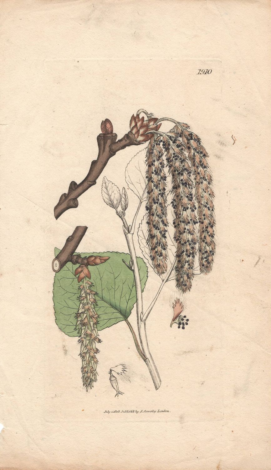 1808 Botanical Study of Plate # 1910 Unk Plant w/ohc By Sowerby